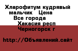 Хларофитум кудрявый мальчик › Цена ­ 30 - Все города  »    . Хакасия респ.,Черногорск г.